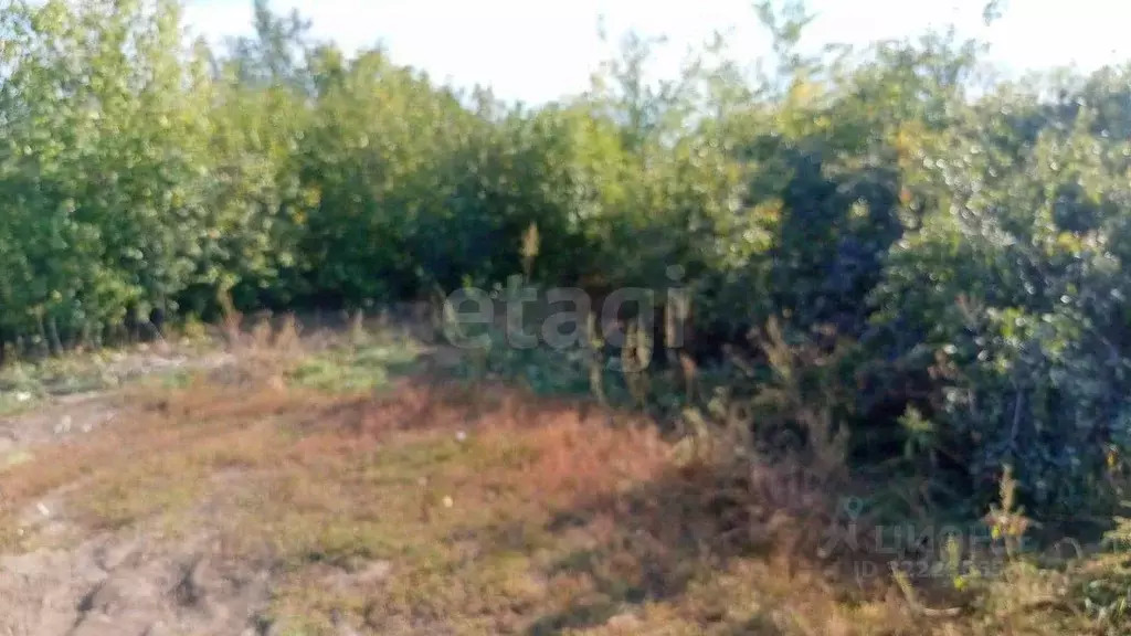 Участок в Оренбургская область, Оренбургский район, Весенний ... - Фото 2