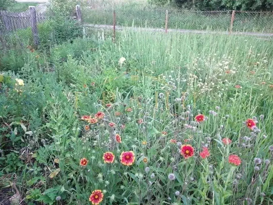 Дом в Воронежская область, Верхнехавский район, с. Большая Приваловка ... - Фото 2
