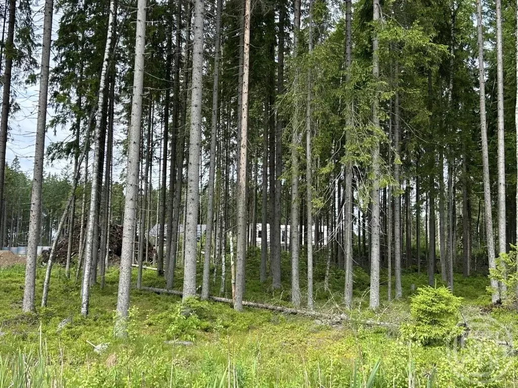 Участок в Ленинградская область, Сертолово Всеволожский район, Медное ... - Фото 2