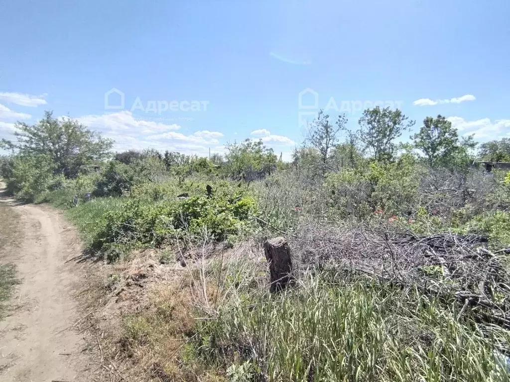 Участок в Волгоградская область, Волгоград Дзержинец СНТ, ... - Фото 1