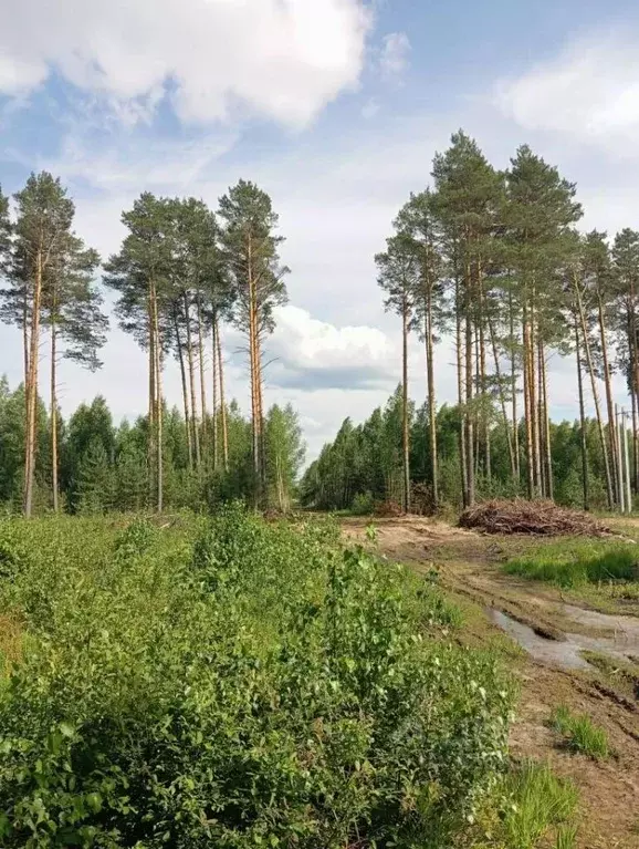 Участок в Владимирская область, Собинка ул. Уютная (10.0 сот.) - Фото 1