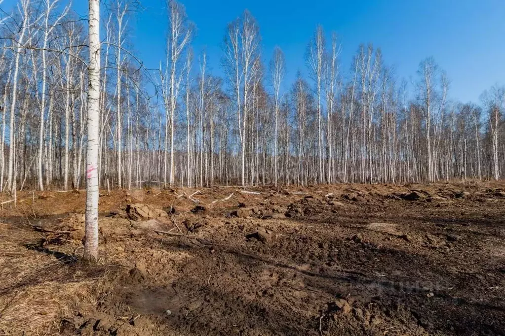Участок в Тюменская область, Нижнетавдинский муниципальный округ, ... - Фото 1