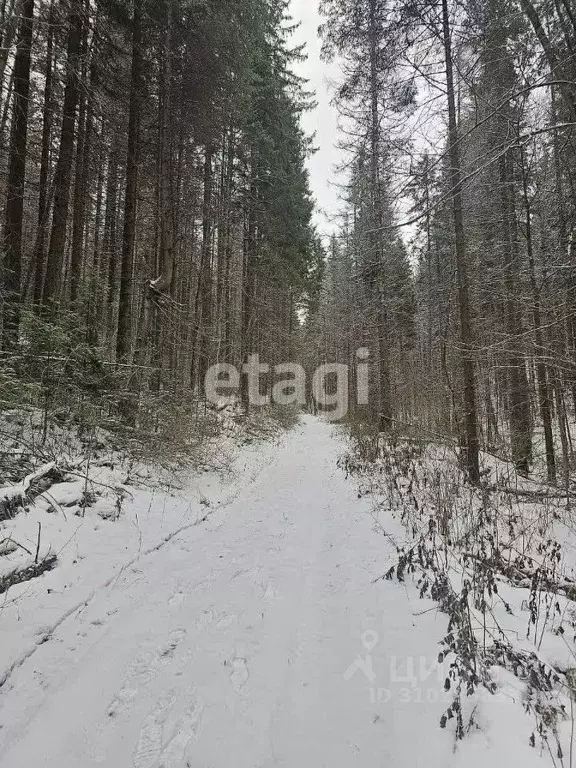 Участок в Пермский край, Добрянский городской округ, д. Залесная  (6.0 ... - Фото 1