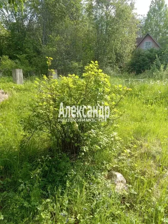Участок в Ленинградская область, Приозерский район, Мельниковское ... - Фото 1