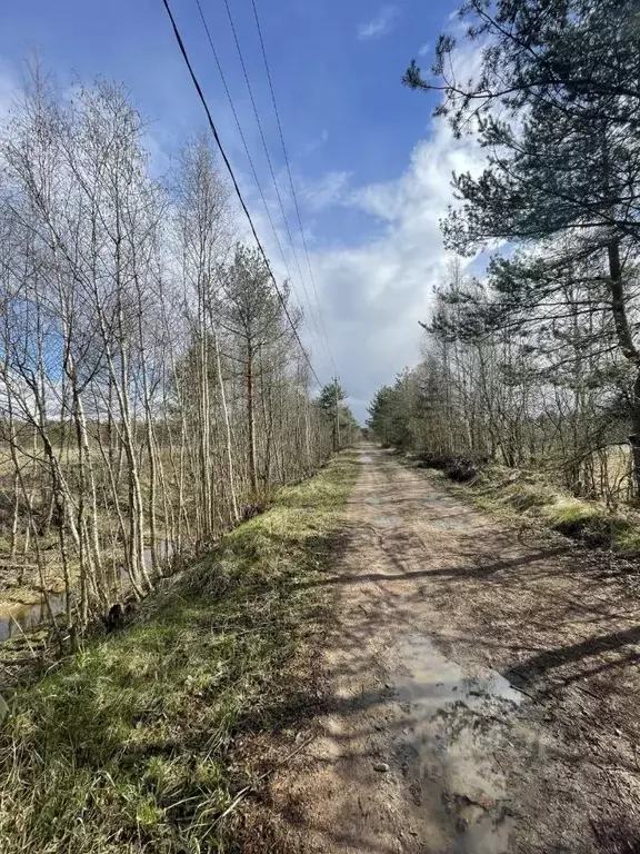 Участок в Ленинградская область, Выборгский район, Красносельское ... - Фото 2