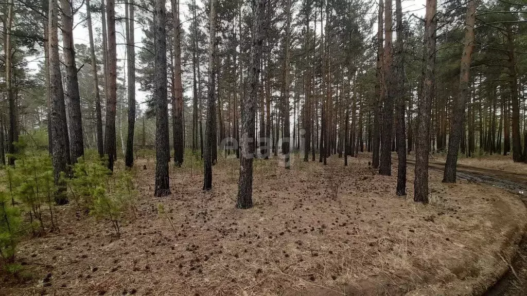 Участок в Забайкальский край, Читинский район, с. Смоленка  (8.1 сот.) - Фото 1