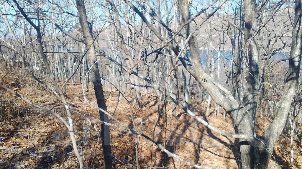 Участок в Приморский край, Хасанский муниципальный округ, село Витязь, ... - Фото 2