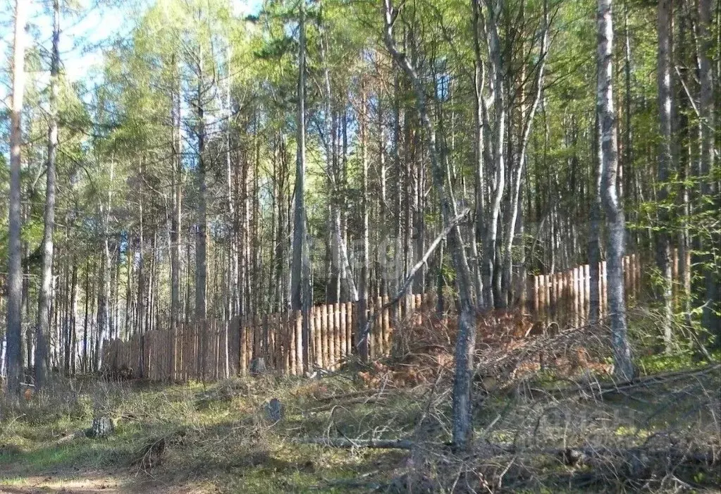 Участок в Бурятия, Прибайкальский район, с. Гремячинск  (7.0 сот.) - Фото 1