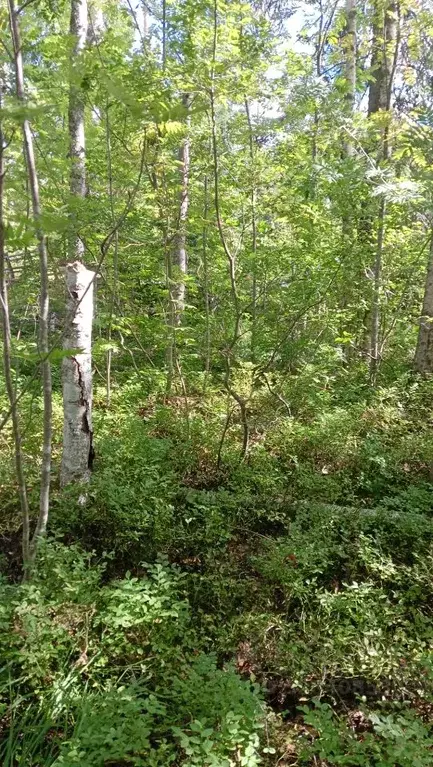 Участок в Ленинградская область, Всеволожский район, Сертоловское ... - Фото 2