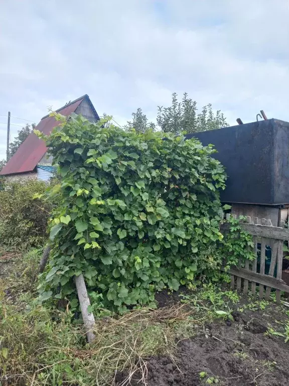 Участок в Алтайский край, Первомайский район, Вагоностроитель-2 СНТ ... - Фото 1