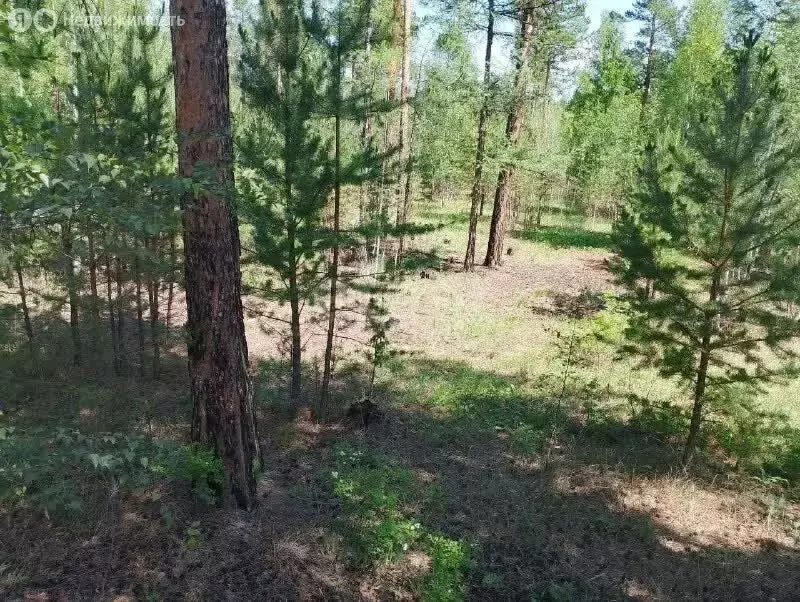 Участок в Читинский район, село Смоленка (16.46 м) - Фото 2