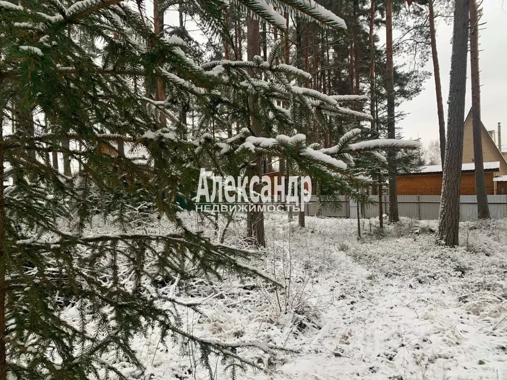 Участок в Ленинградская область, Приозерский район, Ромашкинское ... - Фото 0