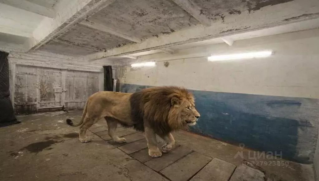 Гараж в Новосибирская область, Новосибирск ул. В. Высоцкого, 1Ак3 (19 ... - Фото 1