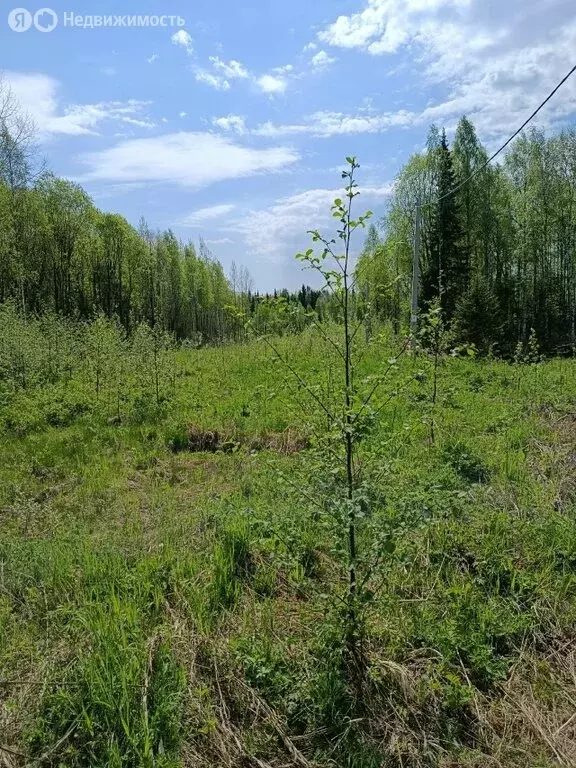 Участок в Сыктывкар, улица 11-я Линия (14 м) - Фото 1
