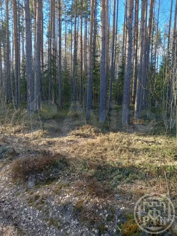 Участок 10 сот. (ИЖС) - Фото 1