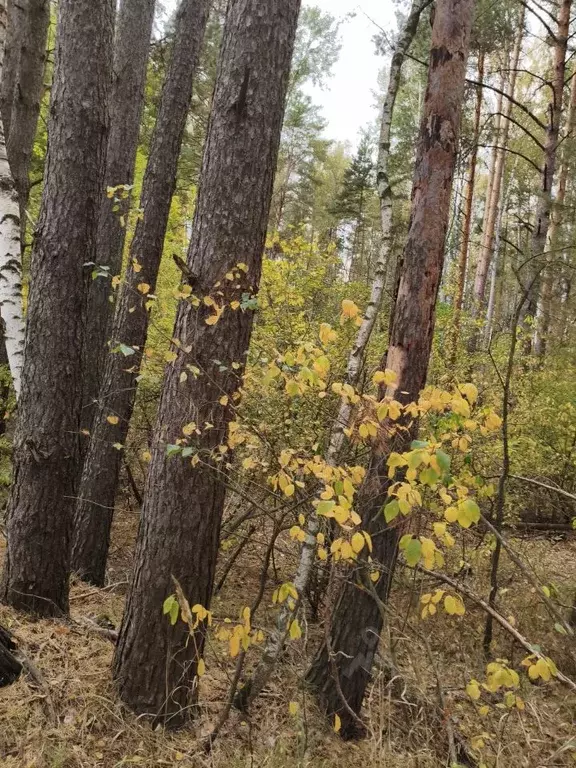 Участок в Московская область, Шатура муниципальный округ, д. ... - Фото 2