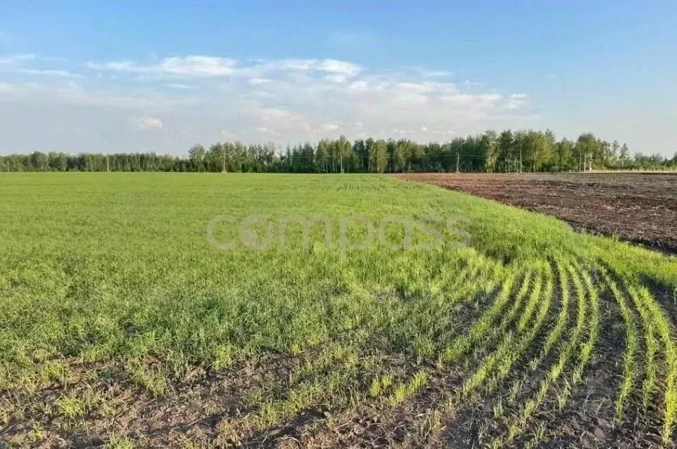 Участок в Тюменская область, Тюменский район, с. Горьковка Сибирская ... - Фото 1