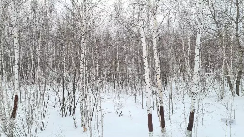 Участок в Амурская область, Благовещенский район, с. Чигири ул. ... - Фото 0