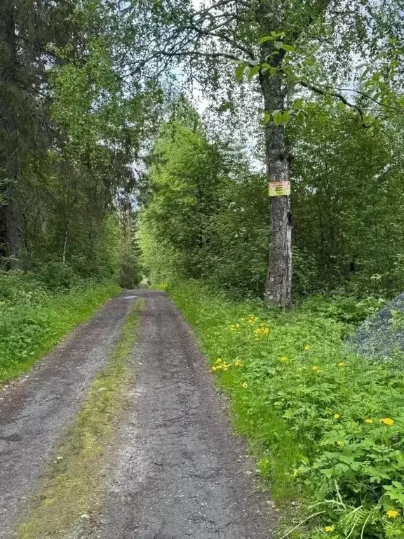 Участок в Карелия, Сортавальский муниципальный округ, пос. Рускеала  ... - Фото 2