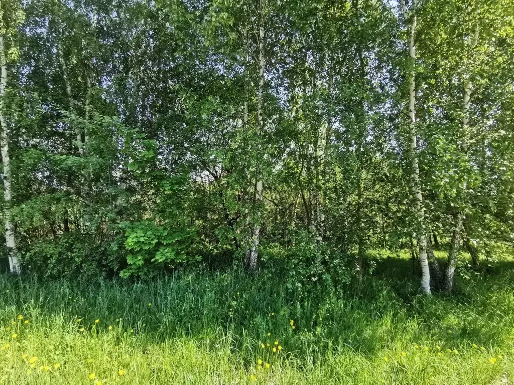 Участок в Московская область, Коломна городской округ, с. Нижнее ... - Фото 1