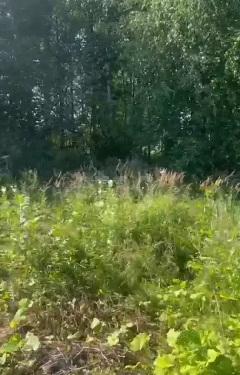 Участок в Вологодская область, Вологда Чайка садоводческое ... - Фото 1