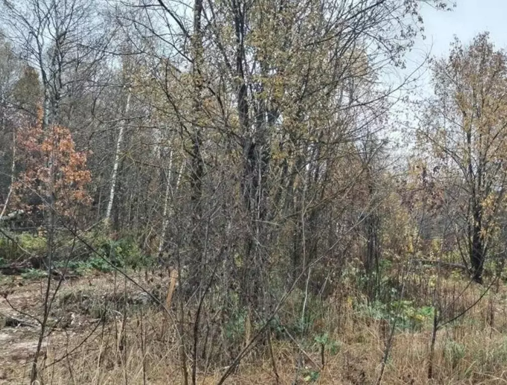 Участок в Московская область, Дмитровский муниципальный округ, с. ... - Фото 1