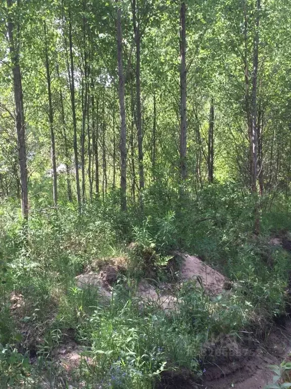 Участок в Ленинградская область, Приморск Сопки СНТ, проезд 6-й ... - Фото 2