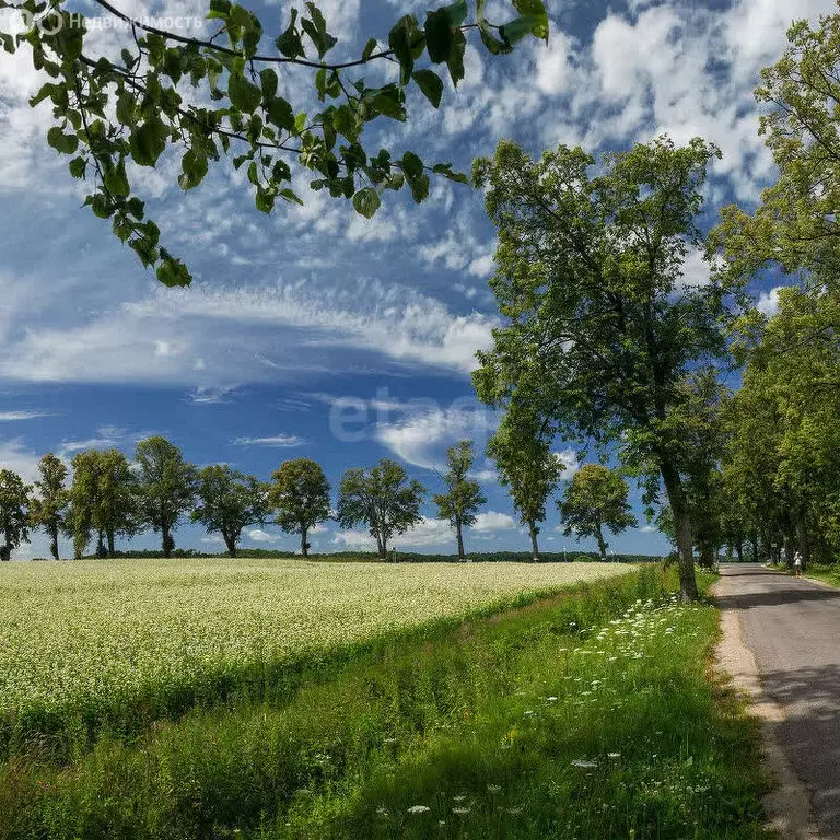 Участок в Калининградская область, Зеленоградский муниципальный округ, ... - Фото 1