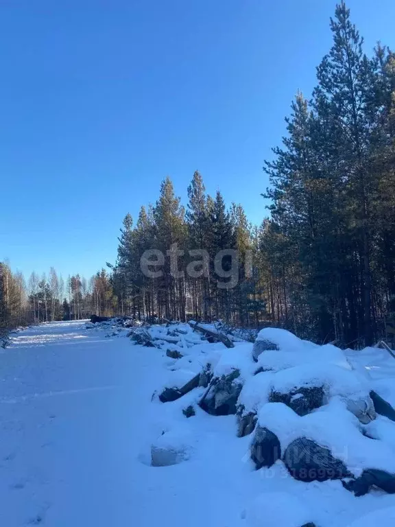 Участок в Свердловская область, Екатеринбург Северка-1 садоводческий ... - Фото 0