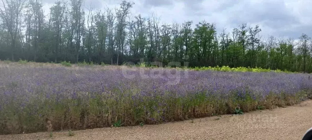 Участок в Ростовская область, Неклиновский район, Самбекское с/пос, ... - Фото 1