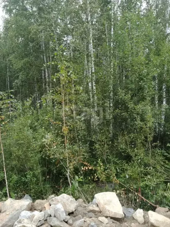 Участок в Свердловская область, Белоярский муниципальный округ, ... - Фото 0