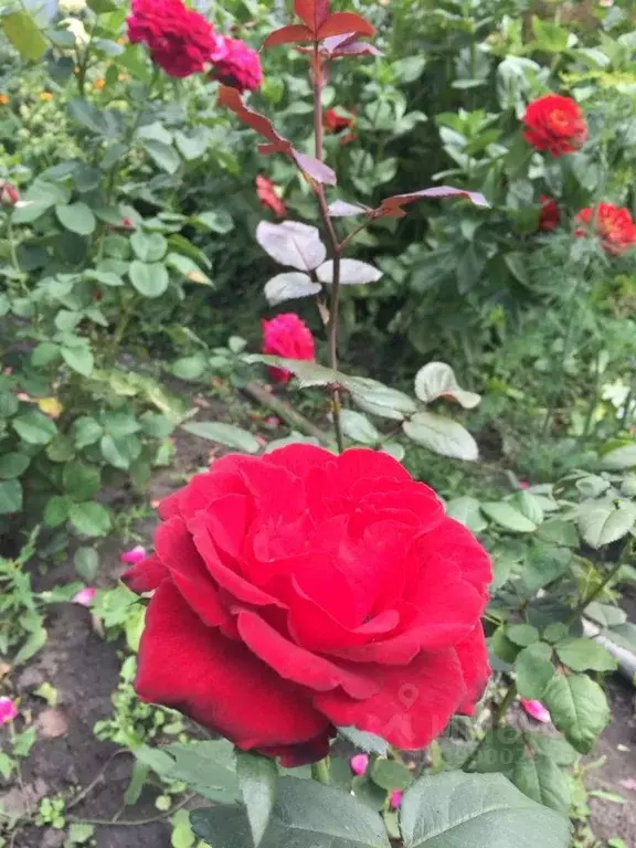 Дом в Омская область, Омск СОСН Содружество тер., 227 (60 м) - Фото 2