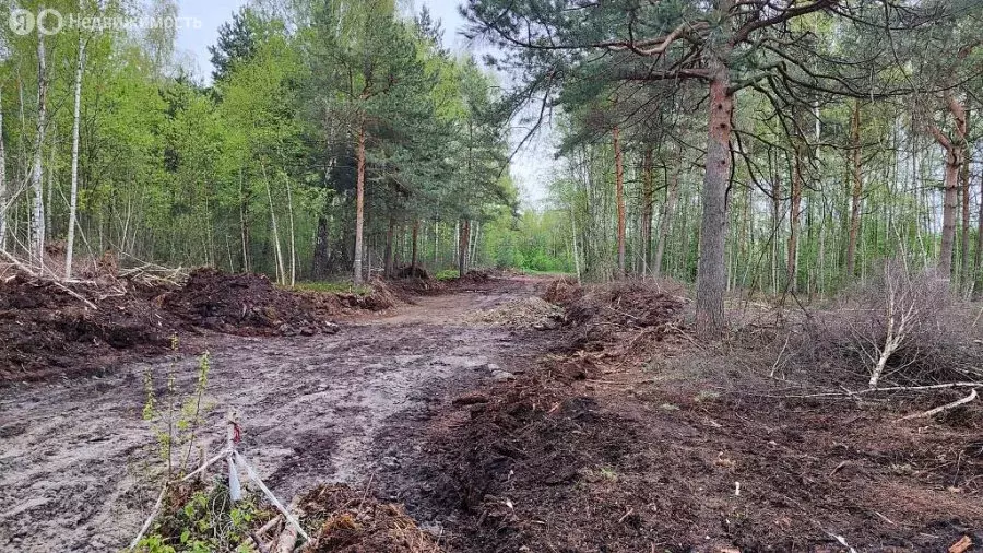 Участок в Богородский городской округ, СНТ Сокол (9 м) - Фото 1