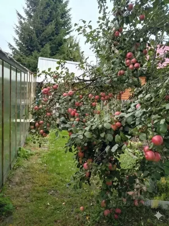 Дом в Тюменская область, Тюмень Плодовое СНТ, ул. Солнечная (20 м) - Фото 1