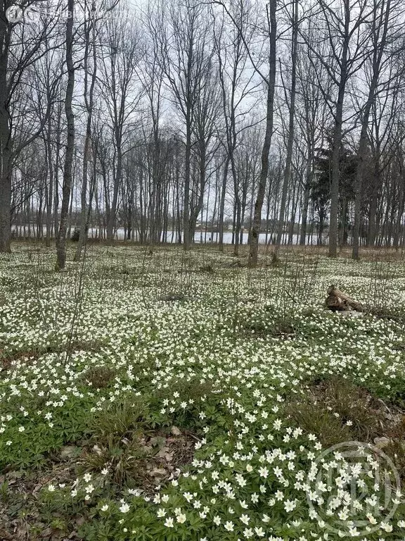 Участок в Заклинское сельское поселение, деревня Турово (19 м) - Фото 1