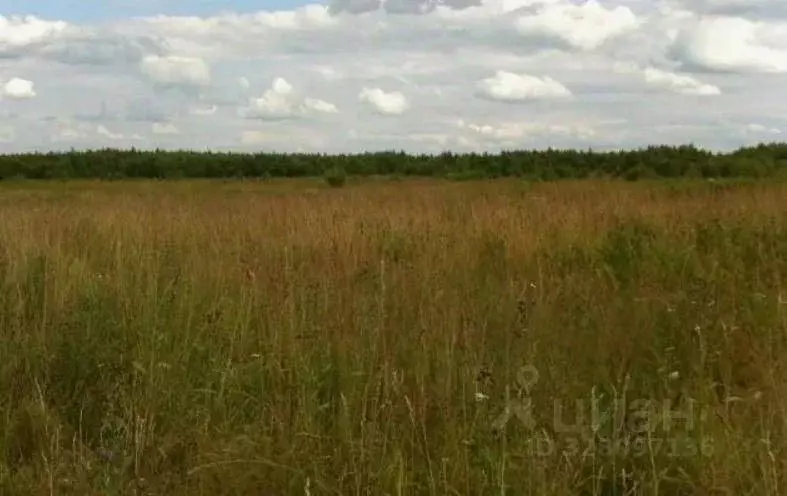 Участок в Волгоградская область, Камышинский район, Чухонастовское ... - Фото 1