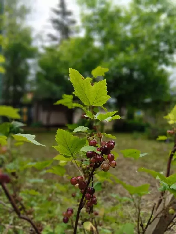 Дом в Москва д. Давыдково, Электроника СНТ, 6 (60 м) - Фото 1
