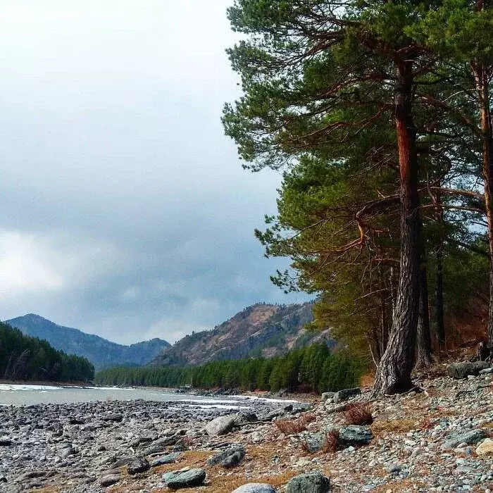 Участок в Чемальский район, Узнезинское сельское поселение, село ... - Фото 2