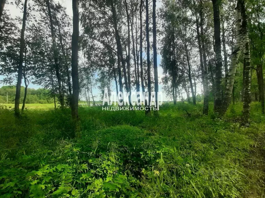 Участок в Ленинградская область, Приозерский район, Ромашкинское ... - Фото 2