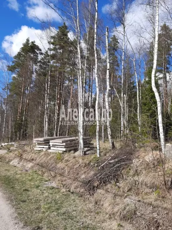 Участок в Ленинградская область, Приозерский район, Кузнечнинское ... - Фото 1