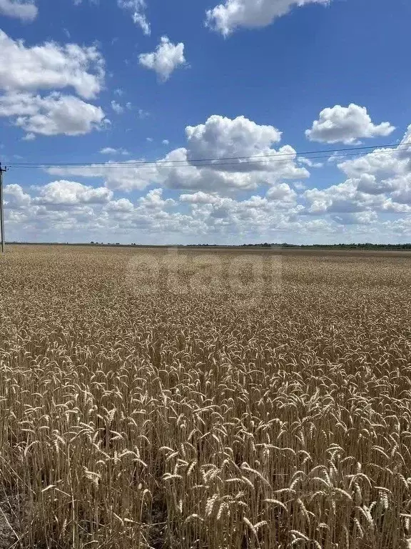 Участок в Ростовская область, Октябрьский район, Красюковское с/пос, ... - Фото 1