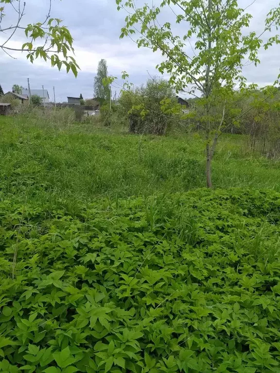 Участок в Новосибирская область, Новосибирский район, с. Раздольное ... - Фото 1