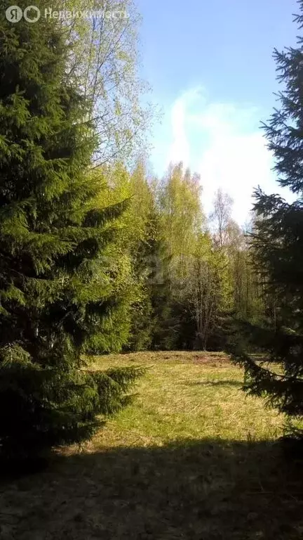 Участок в Хваловское сельское поселение, деревня Пруди (121 м) - Фото 2