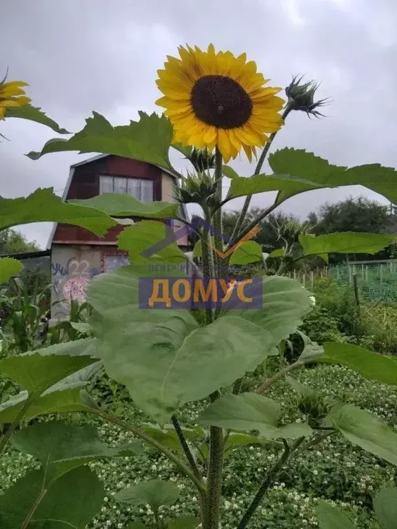 Дом в Белгородская область, Белгородский муниципальный округ, Радуга ... - Фото 2