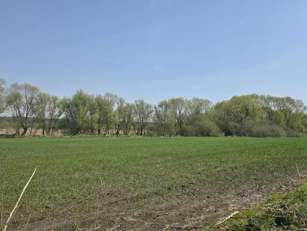 Участок в Московская область, Кашира городской округ, пос. Большое ... - Фото 1