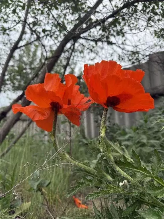 Дом в Белгородская область, Старооскольский городской округ, с. ... - Фото 0
