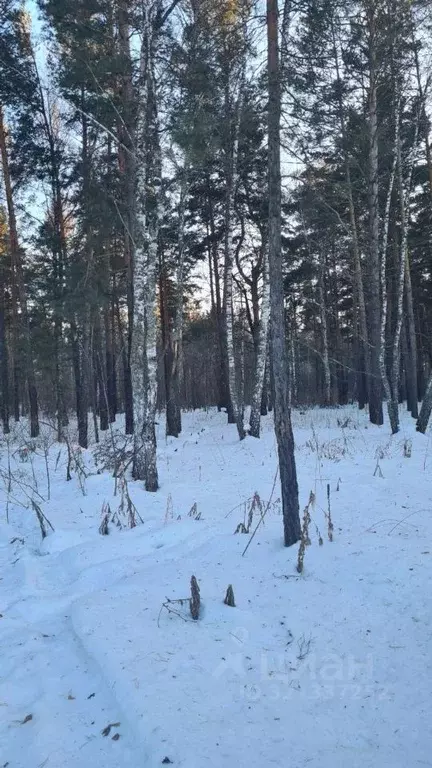 Участок в Алтайский край, Первомайский район, с. Фирсово ул. Фирсова ... - Фото 1