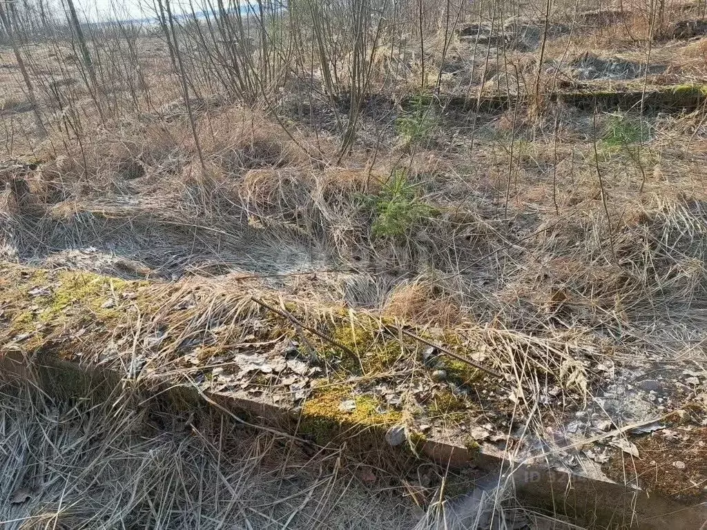 Участок в Псковская область, Невельский муниципальный округ, д. ... - Фото 1