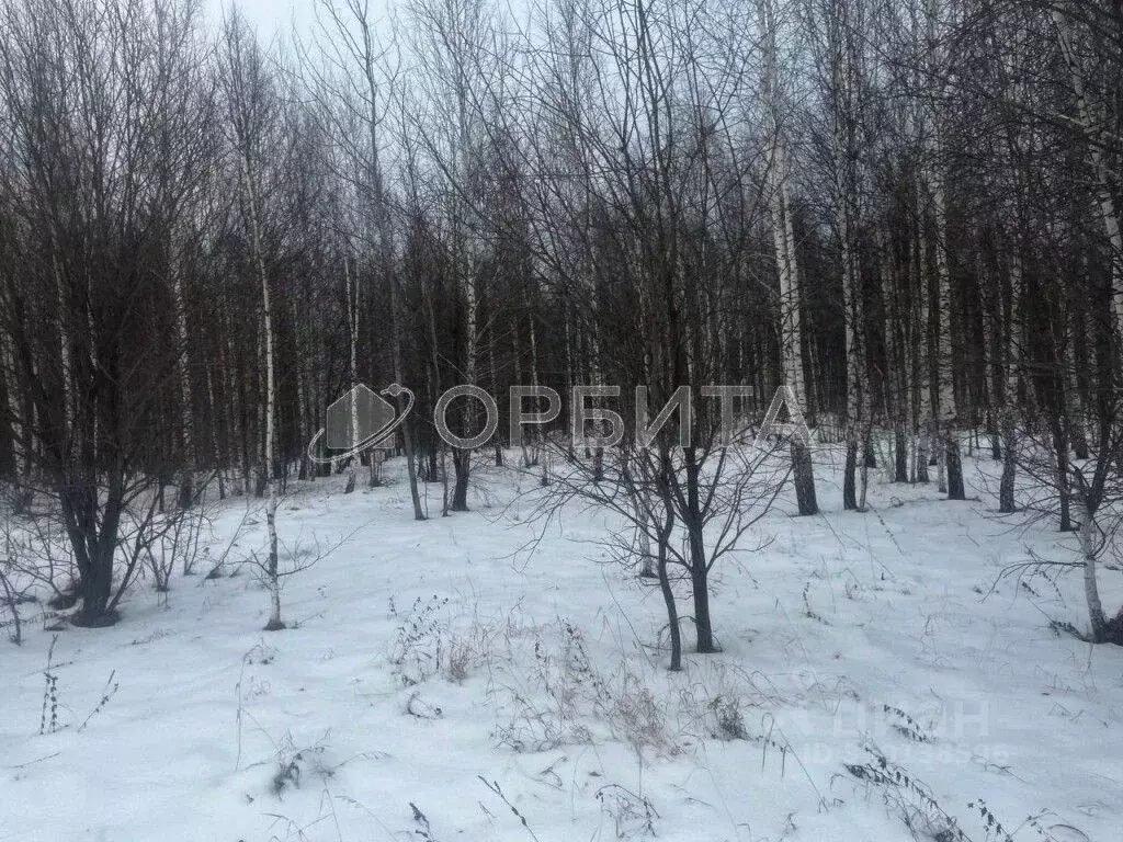 Участок в Тюменская область, Тюменский район, с. Горьковка Сибирская ... - Фото 1