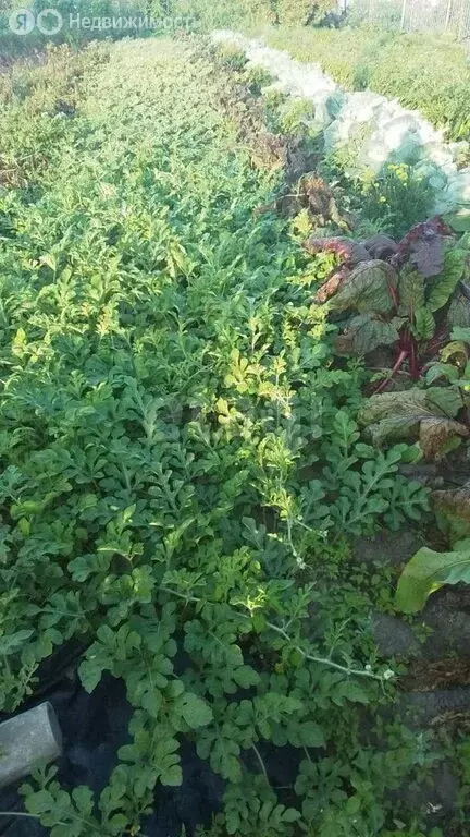 Участок в Амурская область, Благовещенский муниципальный округ, СТ ... - Фото 2